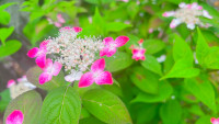 IMG_3960